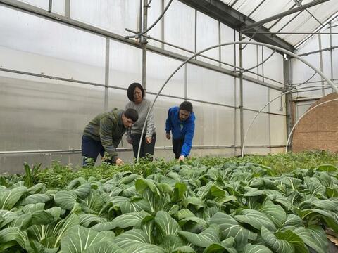 Test Tube Hydroponics  National Agriculture in the Classroom