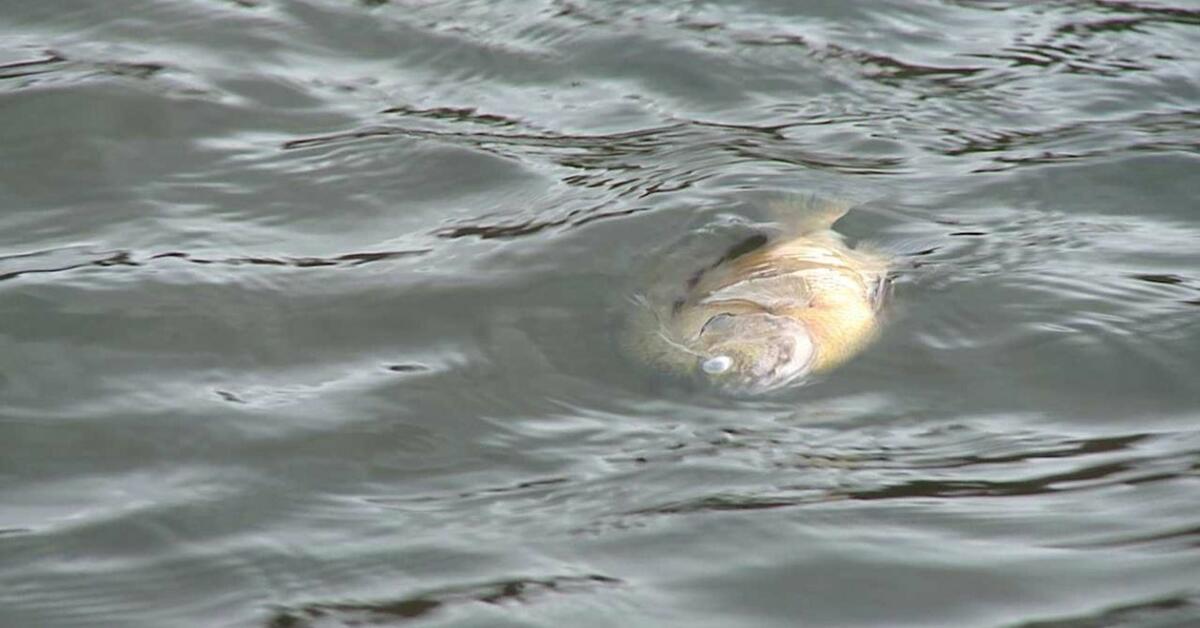 Hundreds of Dead Fish Found Floating in Hudson River in Bergen County